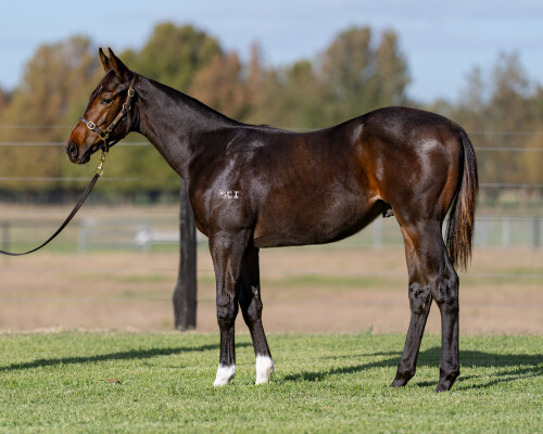 Lot 416: Alabama Express / Naantali (NZ)
