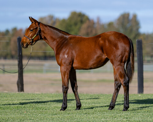 Lot 117: Tassort / Wimlah