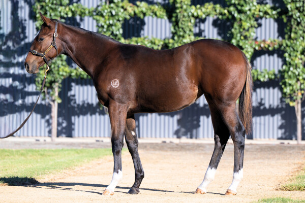 Lot 331: Shinzo / Kela's Turn (USA)