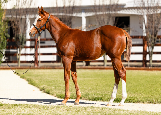 Lot 126: Toronado (IRE) / Yangarra Rose