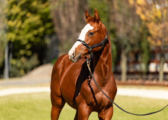 Lot 126: Toronado (IRE) / Yangarra Rose