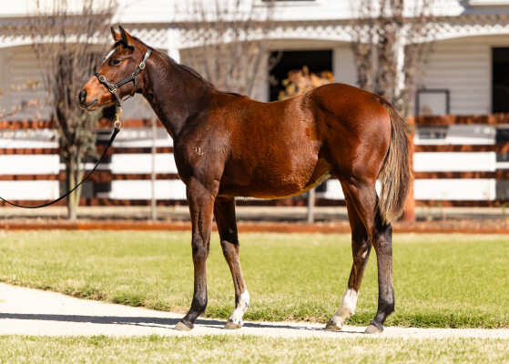 Lot 136: Home Affairs / Zouflu