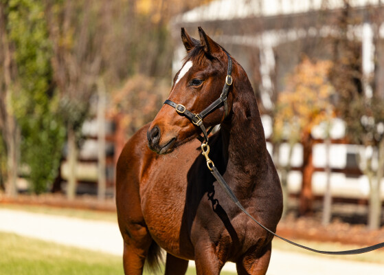 Lot 136: Home Affairs / Zouflu