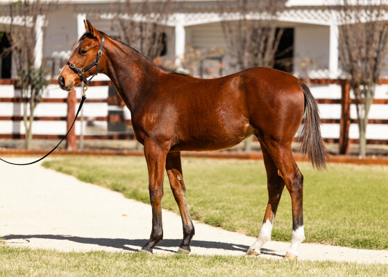 Lot 145: Shinzo / Acquired (NZ)