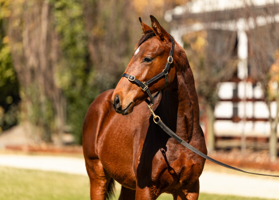 Lot 145: Shinzo / Acquired (NZ)