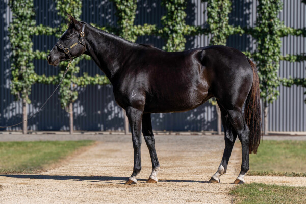 Lot 13: More Than Ready (USA) / Makybe Diva (GB)