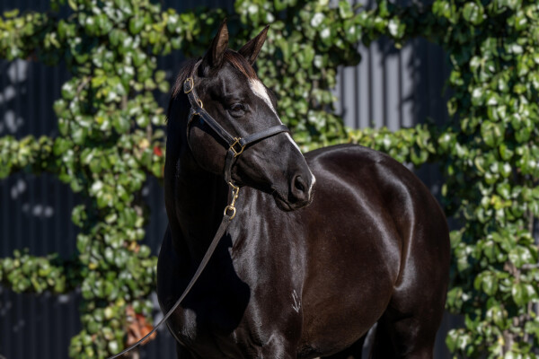 Lot 13: More Than Ready (USA) / Makybe Diva (GB)