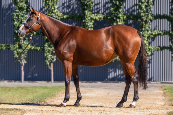 Lot 19: Snitzel / Sewreel (NZ)