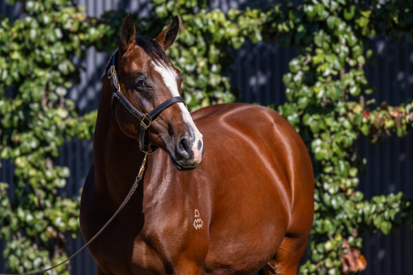 Lot 19: Snitzel / Sewreel (NZ)