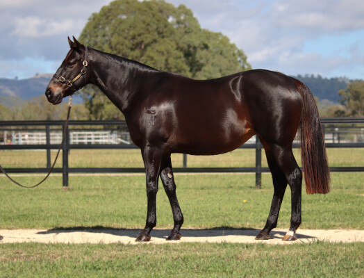 Lot 24: Snitzel / Snipify