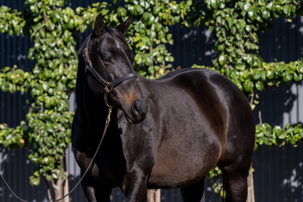 Lot 24: Snitzel / Snipify