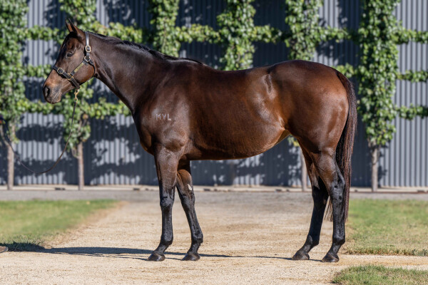 Lot 26: I Am Invincible / Siwa Lady