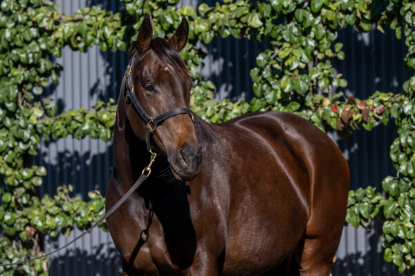 Lot 26: I Am Invincible / Siwa Lady