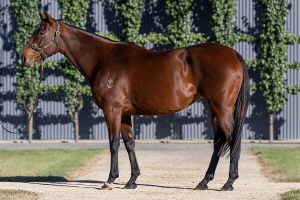 Lot 33: Snitzel / Valkyrie Diva