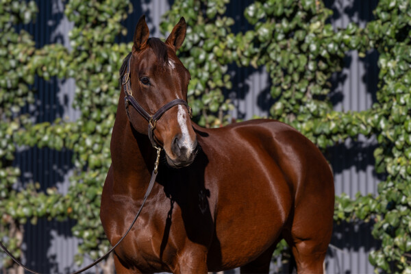 Lot 33: Snitzel / Valkyrie Diva