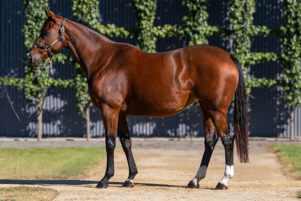 Lot 37: I Am Invincible / Peace Force