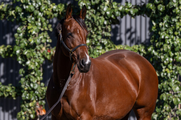 Lot 37: I Am Invincible / Peace Force