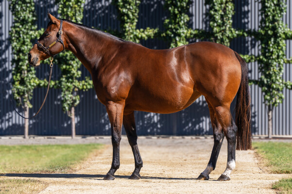 Lot 40: I Am Invincible / Set to Unleash