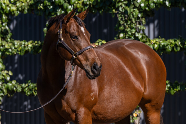 Lot 40: I Am Invincible / Set to Unleash