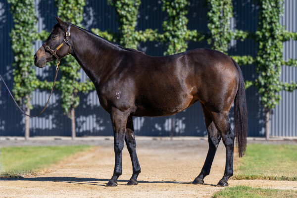 Lot 48: I Am Invincible / Calming Influence