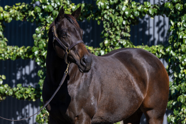 Lot 48: I Am Invincible / Calming Influence