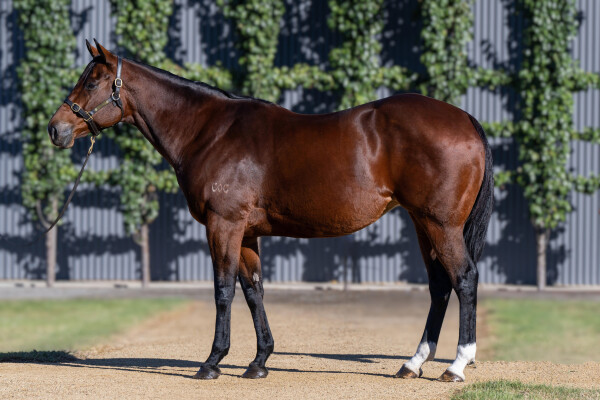Lot 80: Spirit of Boom / Kinka Rhode