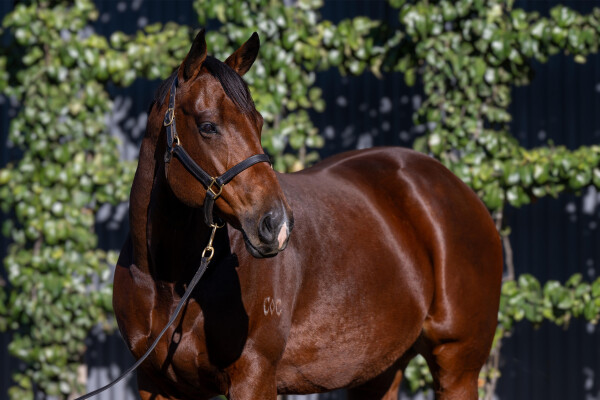 Lot 80: Spirit of Boom / Kinka Rhode