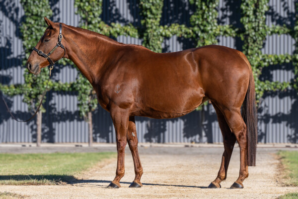 Lot 91: Snitzel / La Fluorescent (NZ)