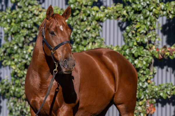 Lot 91: Snitzel / La Fluorescent (NZ)