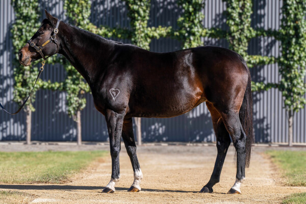 Lot 92: Denman / Crevice (USA)