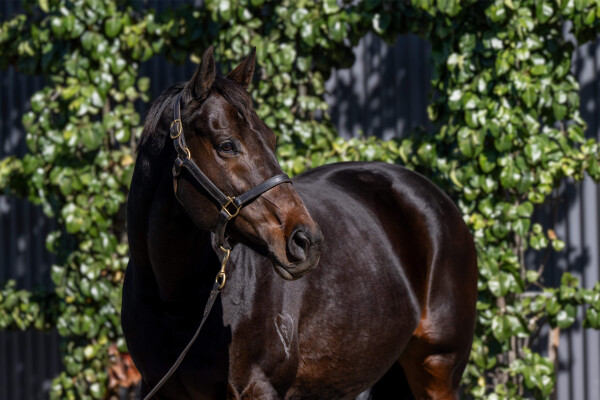 Lot 92: Denman / Crevice (USA)