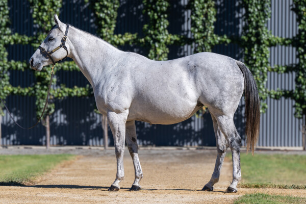 Lot 96: Shooting To Win / Raid (NZ)