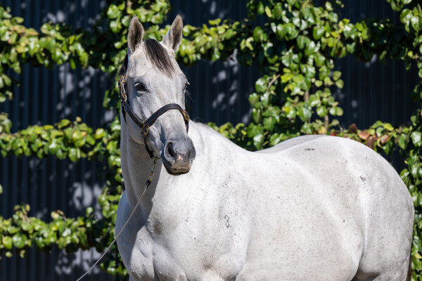 Lot 96: Shooting To Win / Raid (NZ)