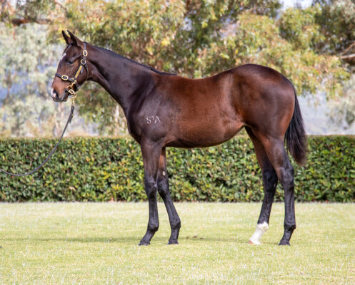 Lot 2: Spirit of Boom / Saga of the Storm