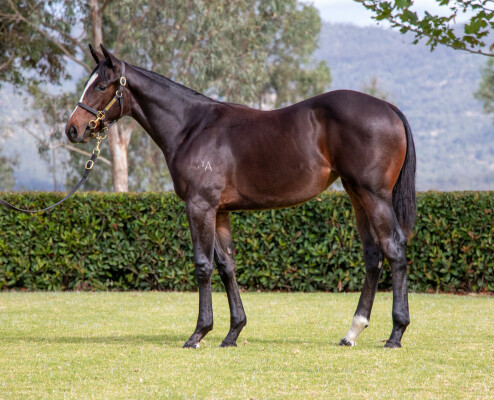 Lot 51: Tassort / Status Quo