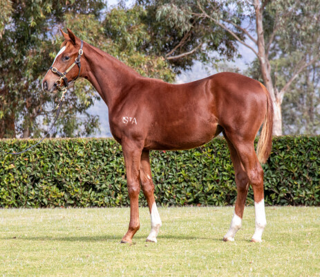 Lot 72: King's Legacy / Teodora