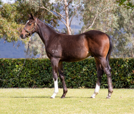 Lot 199: Churchill (IRE) / Catena