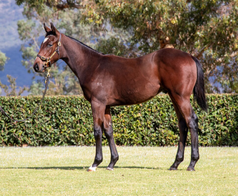 Lot 211: King's Legacy / Conscious