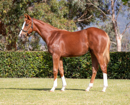 Lot 315: Bivouac / Invincible Fille