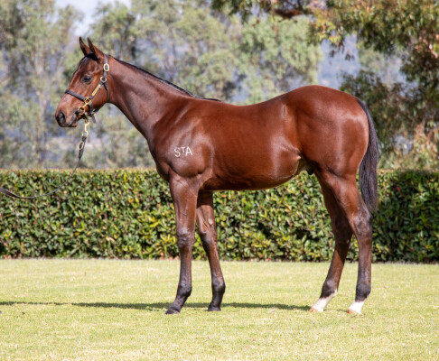Lot 373: Exceedance / Magnate Girl