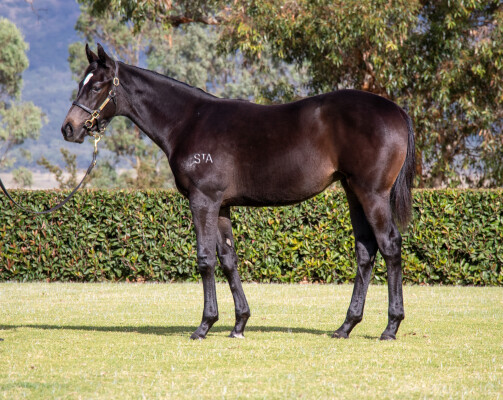 Lot 430: Astern / Obstinate