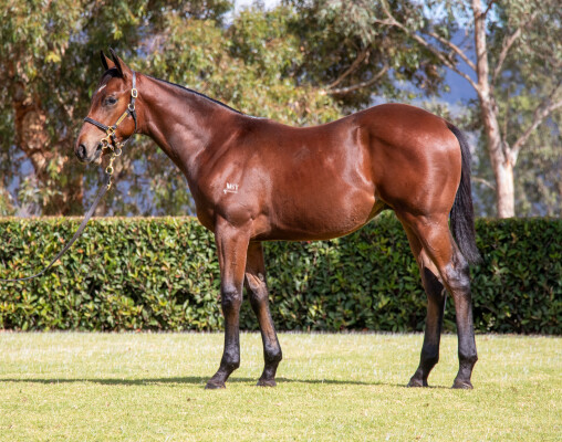Lot 372: Tassort / Madeira Bay (NZ)