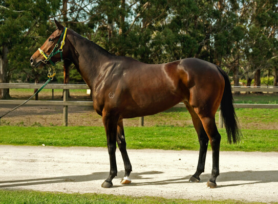 Lot 18: Toronado (IRE) / Demasheen