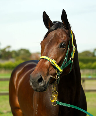 Lot 18: Toronado (IRE) / Demasheen