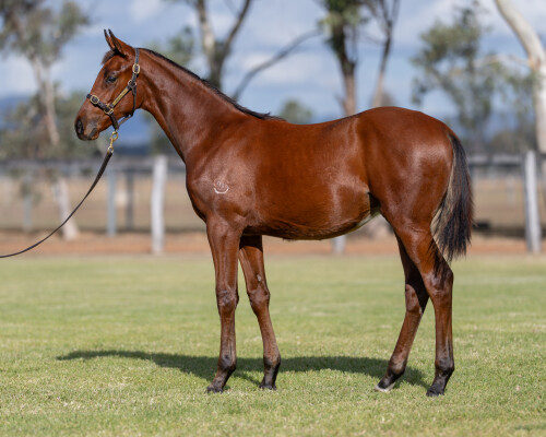 Lot 30: Shinzo / Sky Spirit