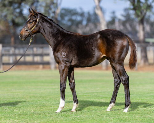 Lot 46: Portland Sky / Spirit Princess