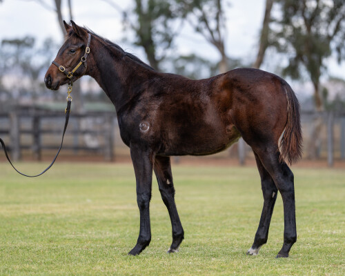 Lot 79: Native Trail (GB) / Theatric