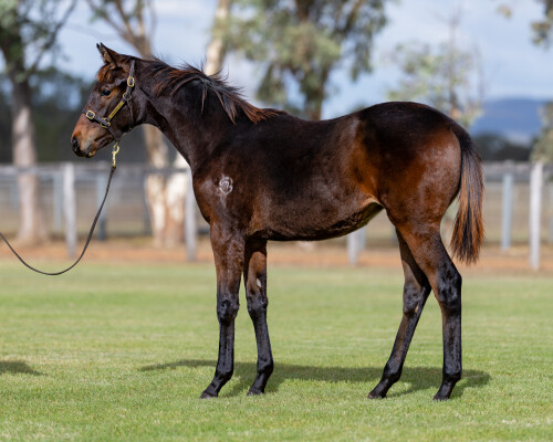 Lot 131: Tagaloa / Zaina Rizeena (GB)