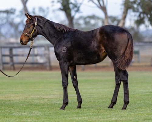 Lot 253: King's Gambit / Fantastic Destiny