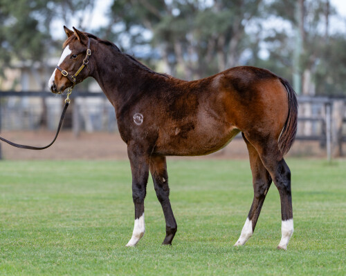 Lot 271: Ozzmosis / Galina